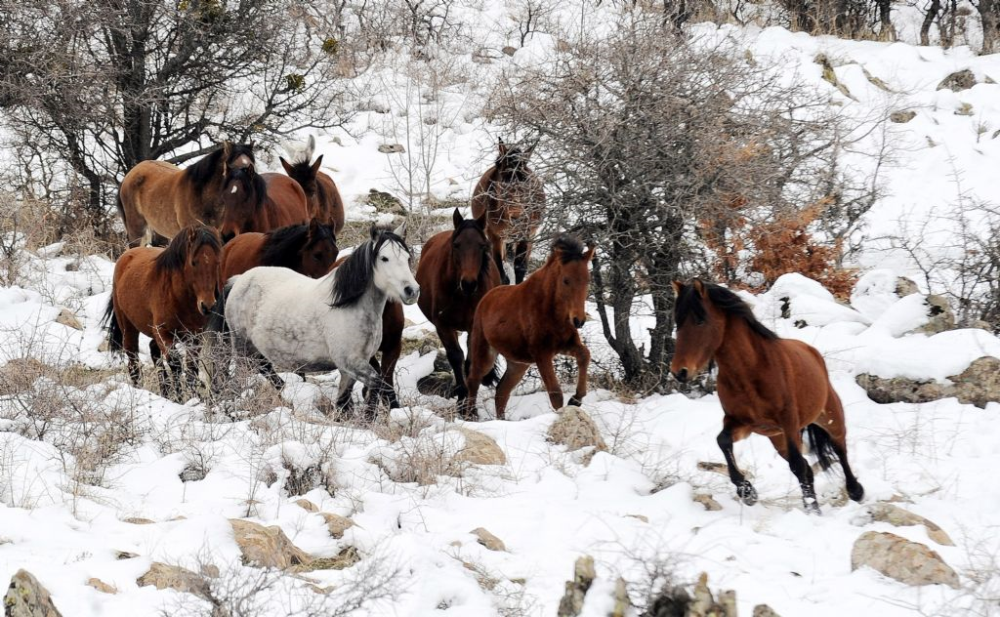 Doğa Yürüyüşü (trekki̇ng)- Dalca Sarniçlar Baraji