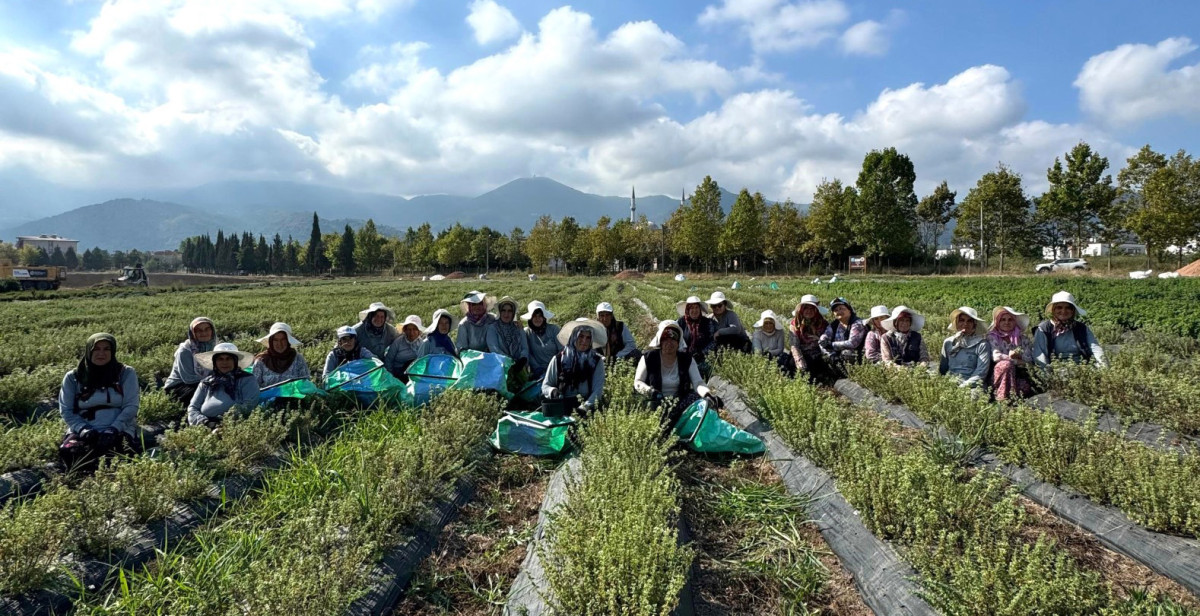 Kartepe'de TABİP Projesi ile Tıbbi Bitki Üretimi ve Markalaşma Süreci